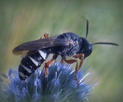 Cerceris albofasciata