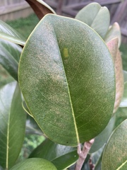 Magnolia grandiflora
