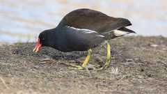 Gallinula chloropus