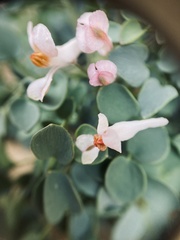 Sarcocapnos enneaphylla