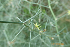 Asparagus horridus
