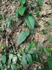Ficus sarmentosa nipponica