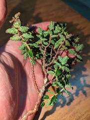 Hypericum balearicum