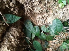Ficus sarmentosa nipponica