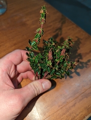 Hypericum balearicum