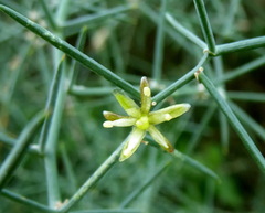 Asparagus horridus