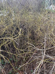 Salix lasiandra