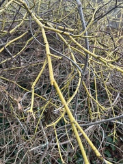 Salix lasiandra