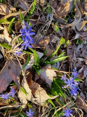 Scilla