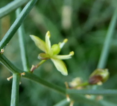 Asparagus horridus