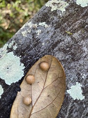 Belonocnema treatae