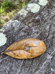 Belonocnema treatae