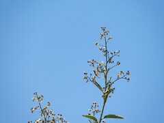 Moquiniastrum polymorphum