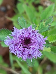 Centratherum punctatum