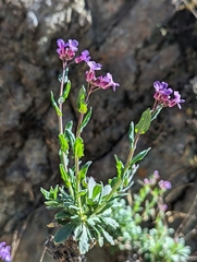 Boechera breweri breweri