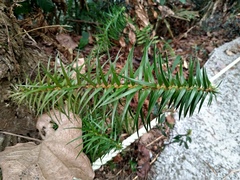 Cunninghamia