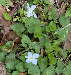 Viola floridana