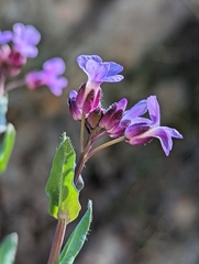 Boechera breweri breweri