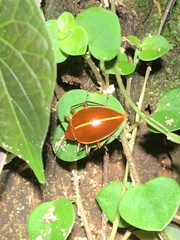 Ellipticus dorbignyi