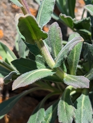 Boechera breweri breweri