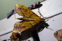 Anarmodia
