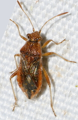 Rhopalus