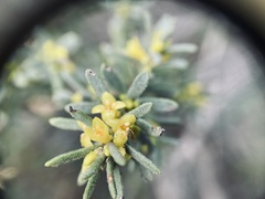 Thymelaea tinctoria