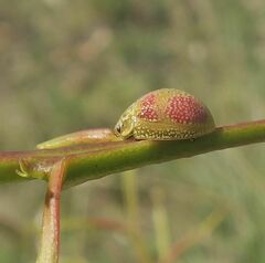 Paropsisterna fastidiosa