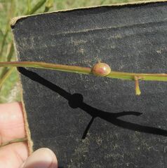 Paropsisterna fastidiosa