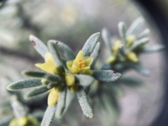 Thymelaea tinctoria