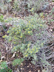 Thymelaea tinctoria