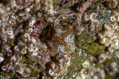Asterina