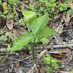 Arisaema acuminatum