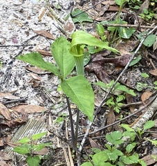 Arisaema acuminatum