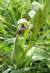 Ophrys umbilicata