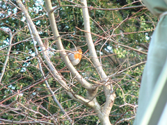 Erithacus rubecula