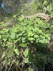 Lonicera interrupta
