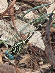 Austrogomphus cornutus