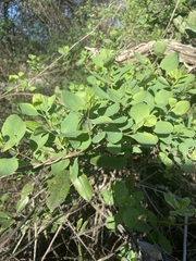 Lonicera interrupta