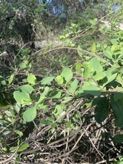 Lonicera interrupta