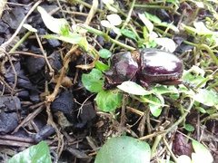Strategus aloeus