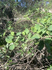 Lonicera interrupta