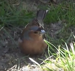 Fringilla coelebs