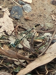 Austrogomphus cornutus