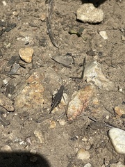 Lactista gibbosus