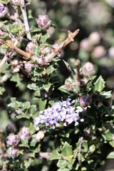 Ceanothus confusus
