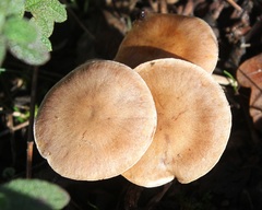 Cortinarius anomalus