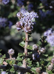 Ceanothus confusus