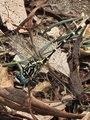 Austrogomphus cornutus