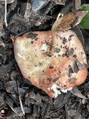 Russula cremoricolor
